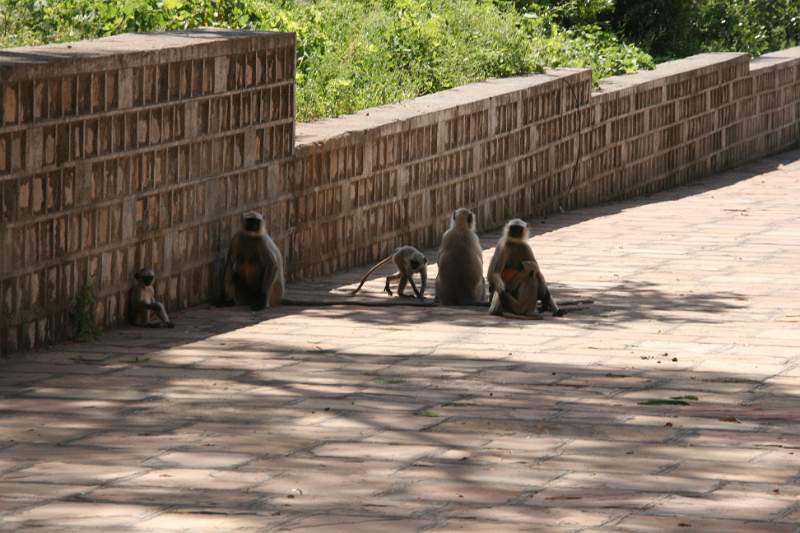 India & Nepal 2011 - 1076